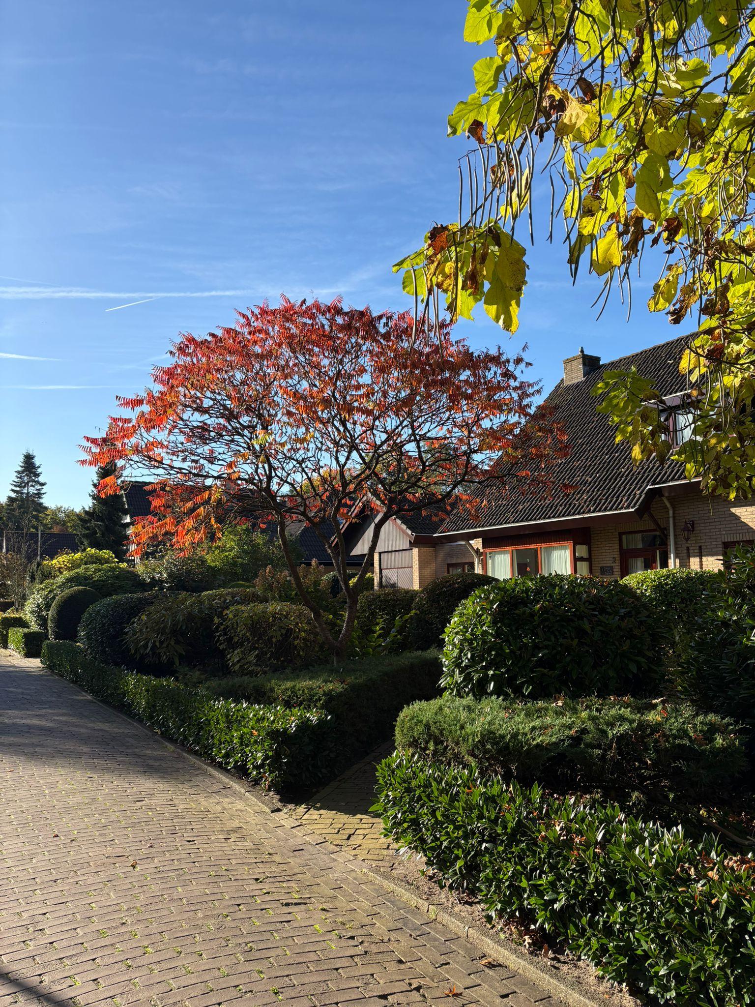 Herfstkleurige esdoorn met gesnoeid buxus aangelegd door Franke Tuinen
